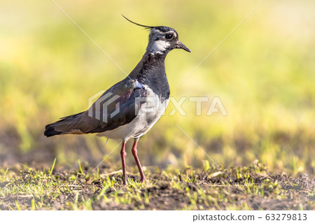 Northern Lapwing standing 63279813