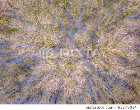 Flooded trees in floodplains of river 63279814