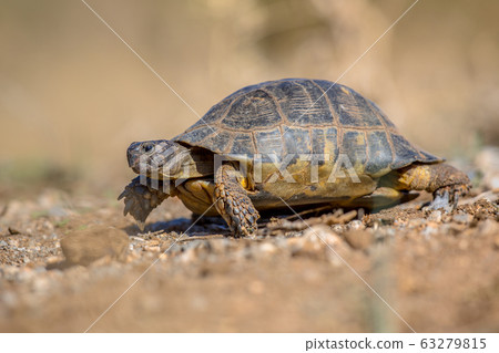 Marginated tortoise side 63279815