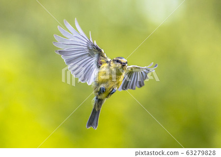 Bird in flight on bright green background Bird in flight on bright green background 63279828