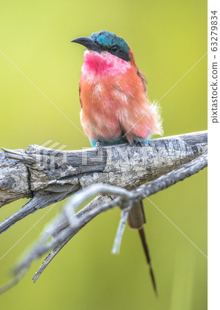 Southern carmine bee eater perched 63279834