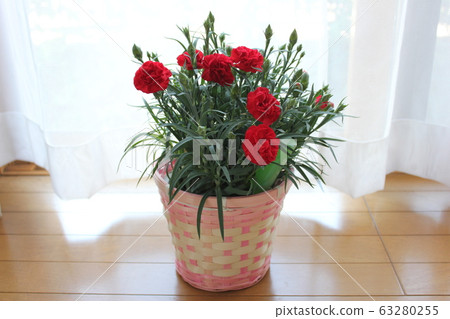 Crimson Carnation = Red Carnation = 63280255