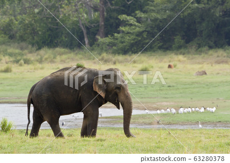 Asian elephant in Minneriya reservoir, Sri Lanka 63280378