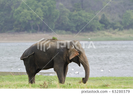Asian elephant in Minneriya reservoir, Sri Lanka Asian elephant in Minneriya reservoir, Sri Lanka 63280379