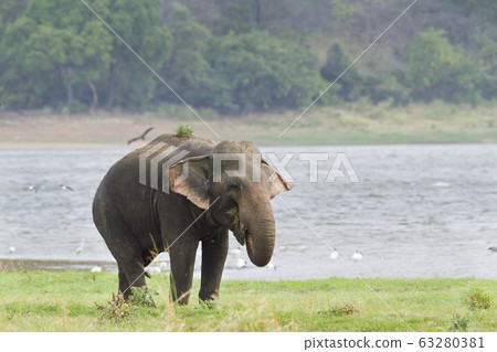Asian elephant in Minneriya reservoir, Sri Lanka Asian elephant in Minneriya reservoir, Sri Lanka 63280381