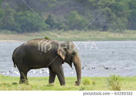 Asian elephant in Minneriya reservoir, Sri Lanka Asian elephant in Minneriya reservoir, Sri Lanka 63280382