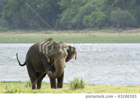 Asian elephant in Minneriya reservoir, Sri Lanka Asian elephant in Minneriya reservoir, Sri Lanka 63280383