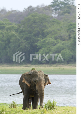 Asian elephant in Minneriya reservoir, Sri Lanka 63280384