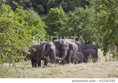 Asian elephant in Minneriya national park, Sri 63280389