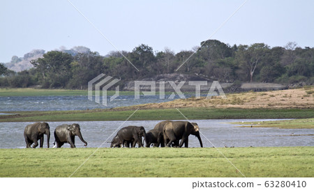 Asian elephant in Minneriya, Sri Lanka 63280410