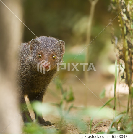 Indian gray mongoose in Sri Lanka 63280421
