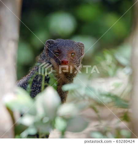 Indian gray mongoose in Sri Lanka 63280424