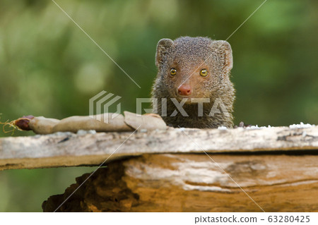 Indian gray mongoose in Sri Lanka 63280425