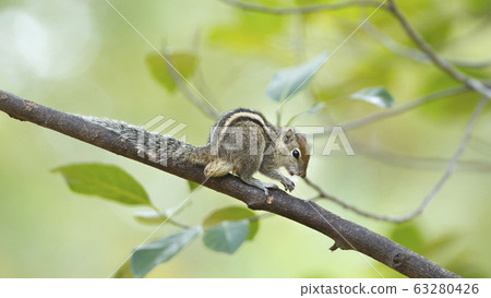 Indian palm squirrel in Sri Lanka 63280426