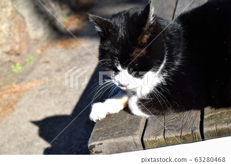 Cat sitting on bench up 63280468