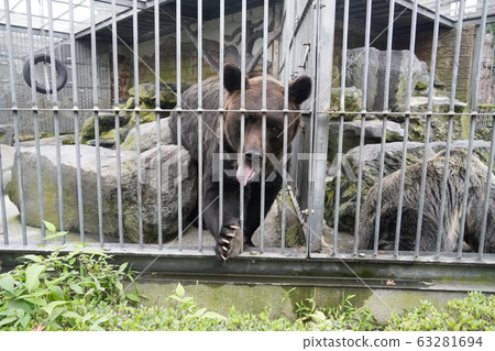 關在籠子裡 63281694