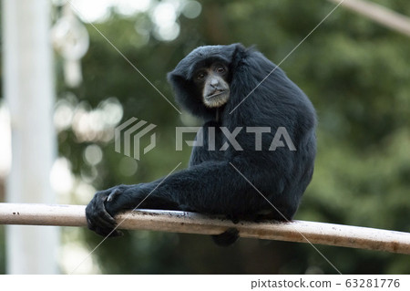 Flying gibbon Flying gibbon 63281776