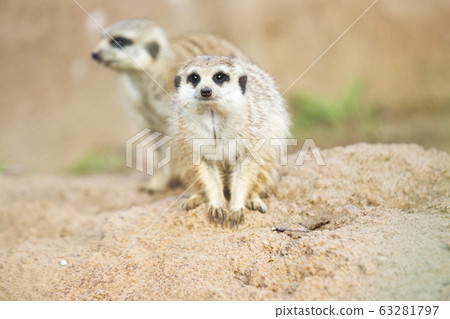 meerkat  63281797