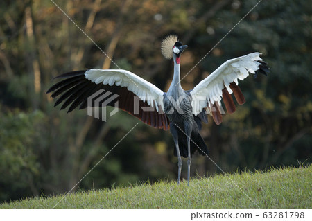 White-crowned crane 63281798