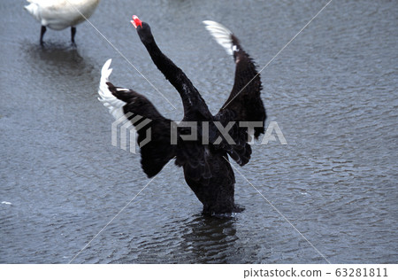 黑鳥 黑鳥 63281811