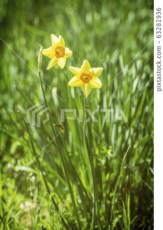 Yellow narcissus, Arboretum Tesarske Mlynany, Yellow narcissus, Arboretum Tesarske Mlynany, 63281936