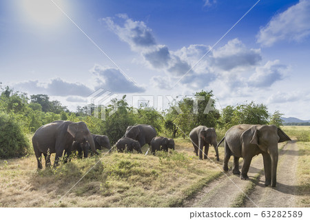 Asian elephant in Minneriya, Sri Lanka 63282589