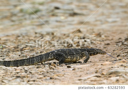 Asian Water monitor in Tangalle, Sri Lanka Asian Water monitor in Tangalle, Sri Lanka 63282593