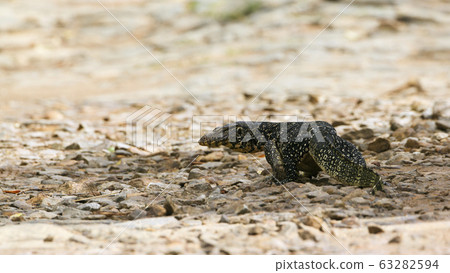 Asian Water monitor in Tangalle, Sri Lanka Asian Water monitor in Tangalle, Sri Lanka 63282594