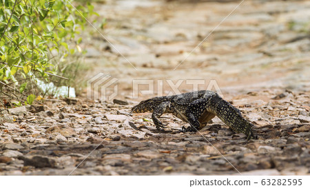 Asian Water monitor in Tangalle, Sri Lanka Asian Water monitor in Tangalle, Sri Lanka 63282595