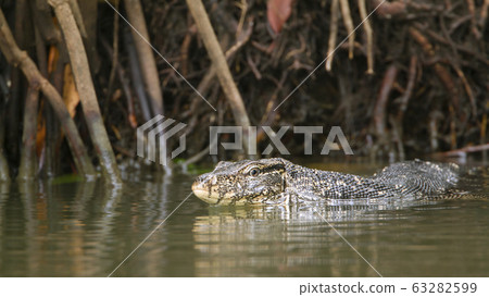 Asian Water monitor in Tangalle, Sri Lanka Asian Water monitor in Tangalle, Sri Lanka 63282599