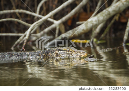 Asian Water monitor in Tangalle, Sri Lanka Asian Water monitor in Tangalle, Sri Lanka 63282600