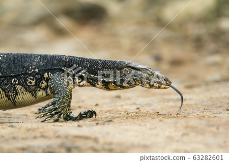 Asian Water monitor in Tangalle, Sri Lanka Asian Water monitor in Tangalle, Sri Lanka 63282601
