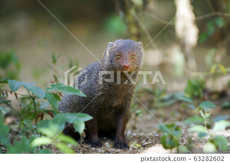 Indian gray mongoose in Sri Lanka 63282602
