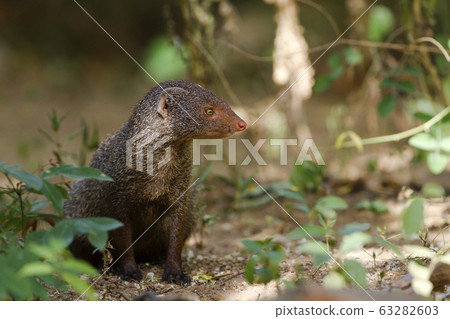Indian gray mongoose in Sri Lanka 63282603
