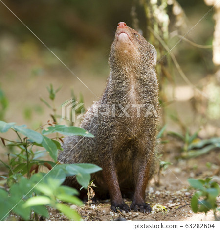 Indian gray mongoose in Sri Lanka 63282604
