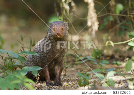 Indian gray mongoose in Sri Lanka 63282605
