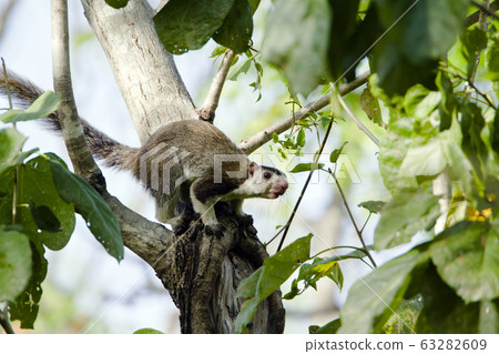 grizzled giant squirrel in Minneriya, Sri Lanka grizzled giant squirrel in Minneriya, Sri Lanka 63282609