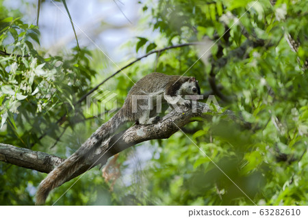 grizzled giant squirrel in Minneriya, Sri Lanka grizzled giant squirrel in Minneriya, Sri Lanka 63282610