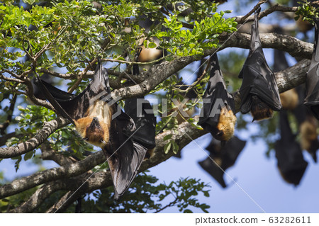 Indian Flying-fox in Tissamaharma, Sri Lanka Indian Flying-fox in Tissamaharma, Sri Lanka 63282611