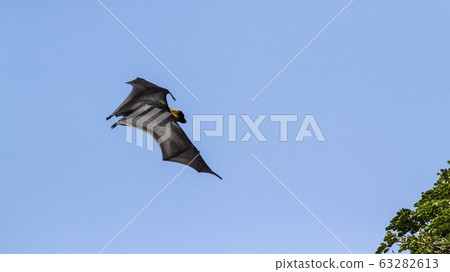 Indian Flying-fox in Tissamaharma, Sri Lanka Indian Flying-fox in Tissamaharma, Sri Lanka 63282613