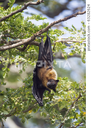 Indian Flying-fox in Tissamaharma, Sri Lanka Indian Flying-fox in Tissamaharma, Sri Lanka 63282624