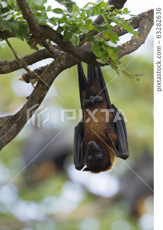 Indian Flying-fox in Tissamaharma, Sri Lanka Indian Flying-fox in Tissamaharma, Sri Lanka 63282636