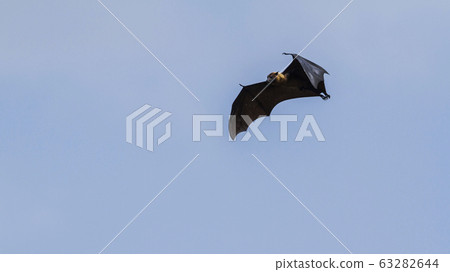 Indian Flying-fox in Tissamaharma, Sri Lanka 63282644