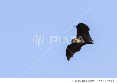 Indian Flying-fox in Tissamaharma, Sri Lanka 63282651