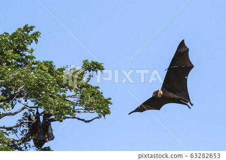 Indian Flying-fox in Tissamaharma, Sri Lanka Indian Flying-fox in Tissamaharma, Sri Lanka 63282653