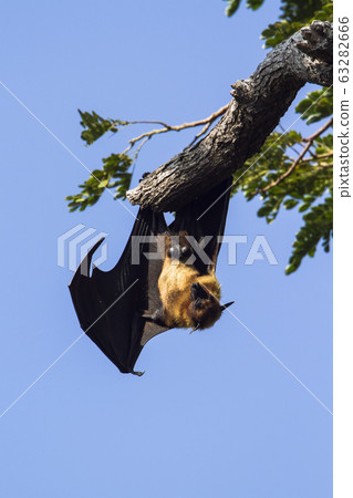 Indian Flying-fox in Tissamaharma, Sri Lanka Indian Flying-fox in Tissamaharma, Sri Lanka 63282666