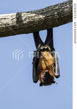 Indian Flying-fox in Tissamaharma, Sri Lanka Indian Flying-fox in Tissamaharma, Sri Lanka 63282670
