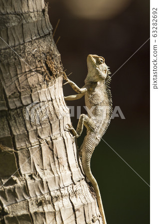 Oriental garden lizard in Pottuvil, Sri Lanka 63282692