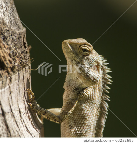 Portrait of Oriental garden lizard in Pottuvil, Portrait of Oriental garden lizard in Pottuvil, 63282693