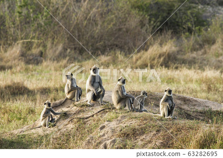 Tufted gray langur in Arugam bay, Sri Lanka 63282695